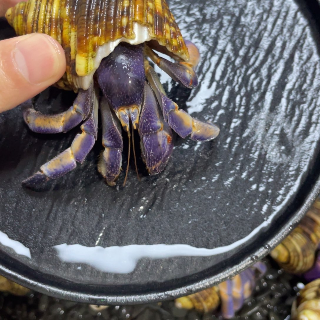 寄居蟹，寄居蟹，寄居蟹