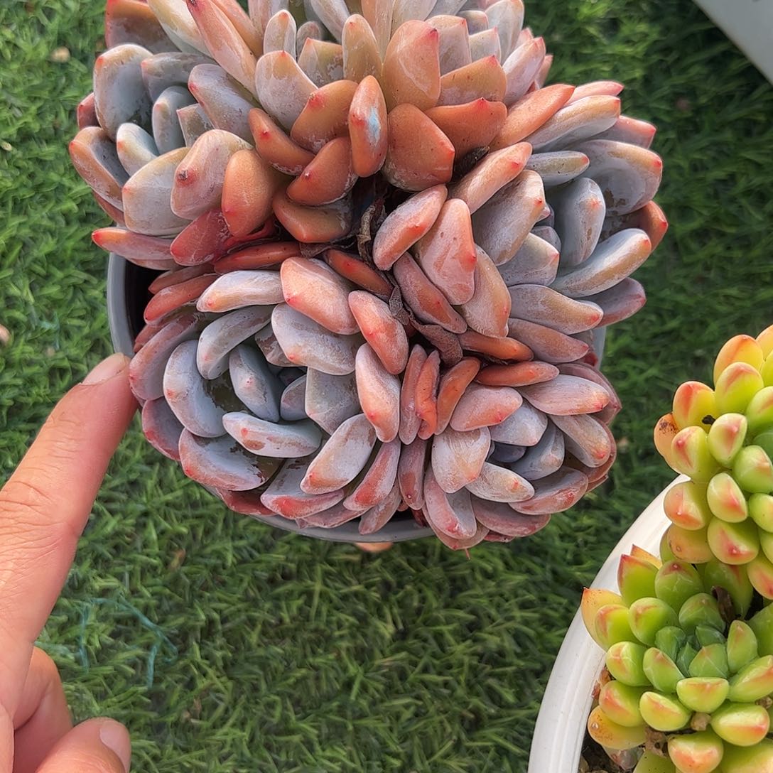 橙子群生多肉植物