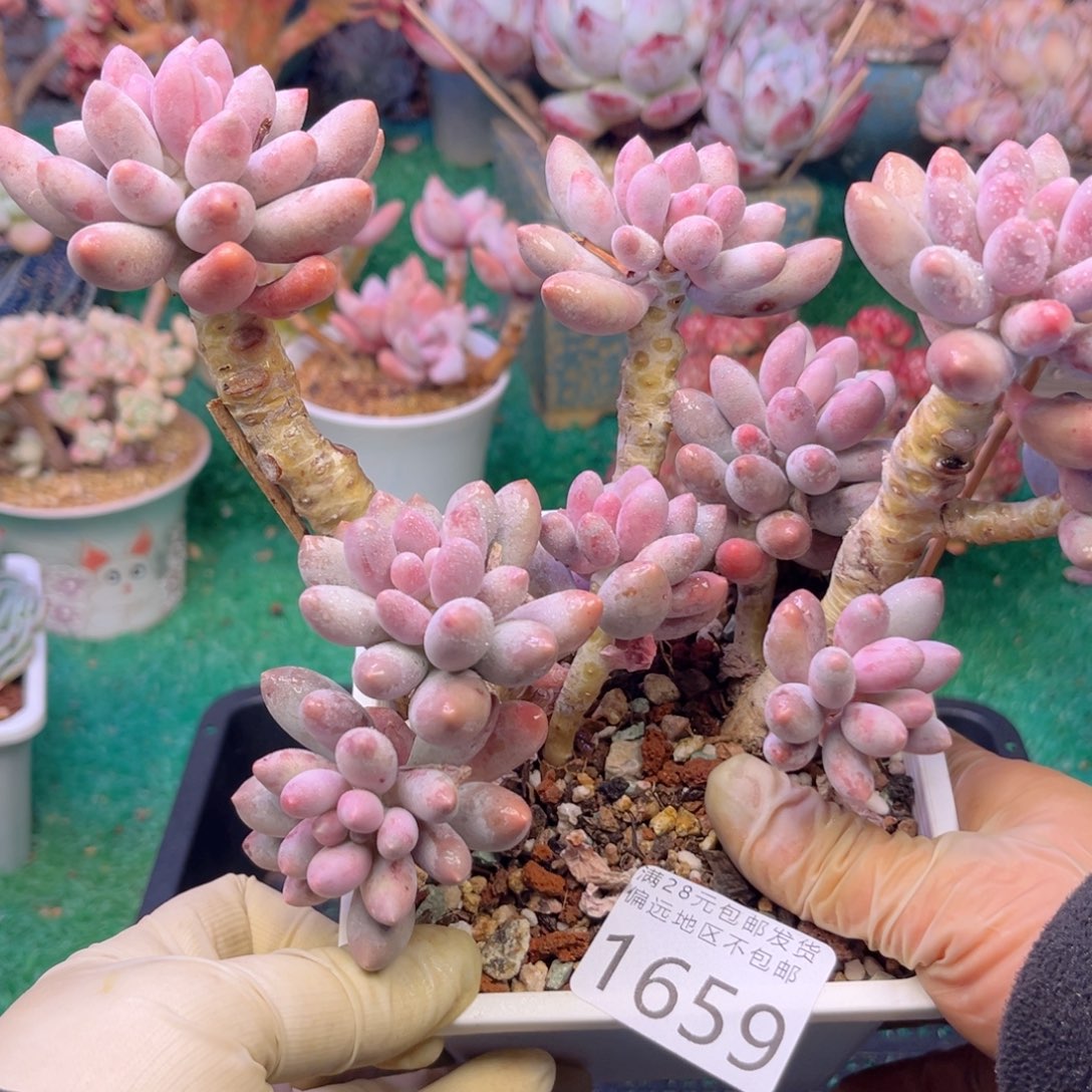 大1659；h z b z j x n x j b