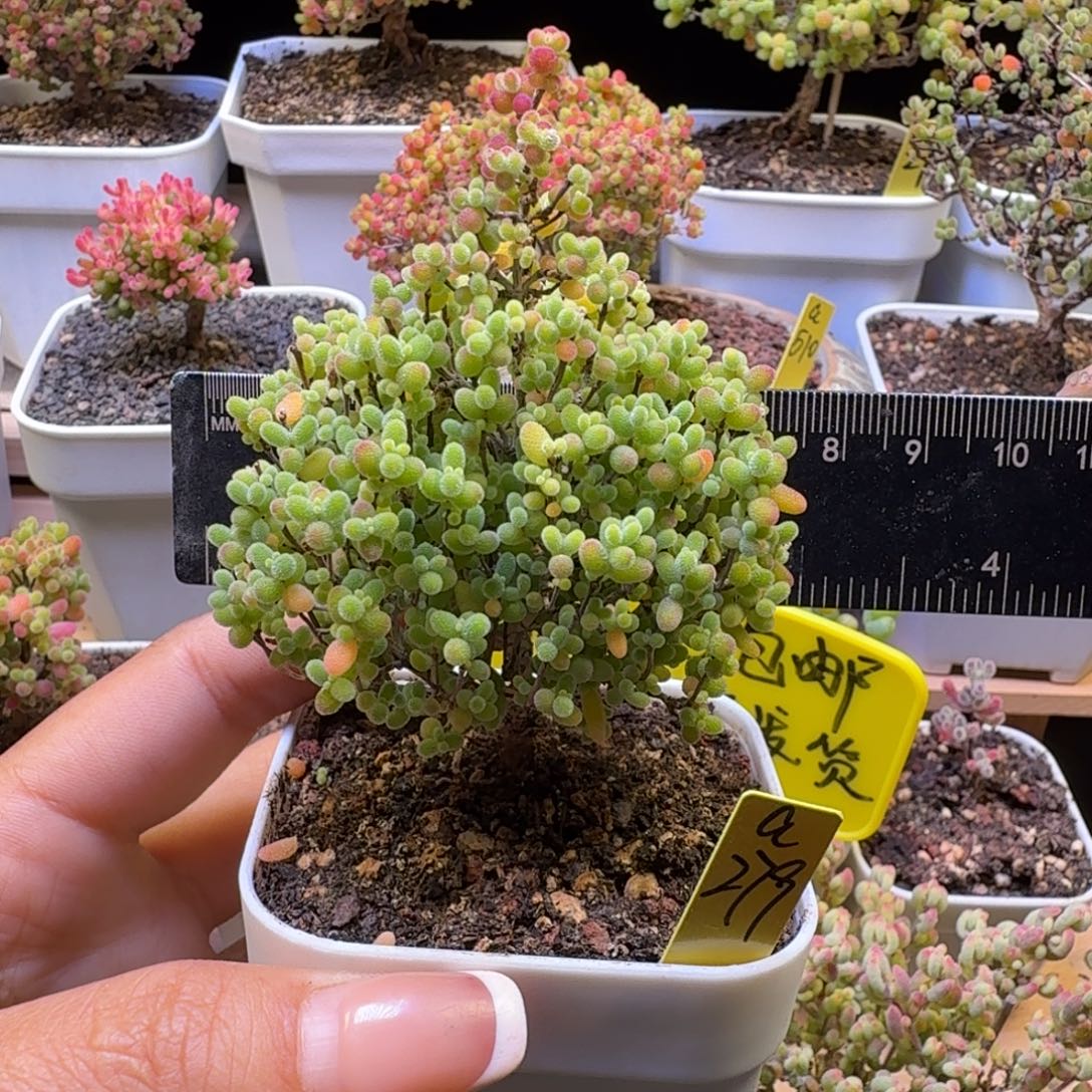 a279号蜜橘冠服7厘米左右圣诞树造型