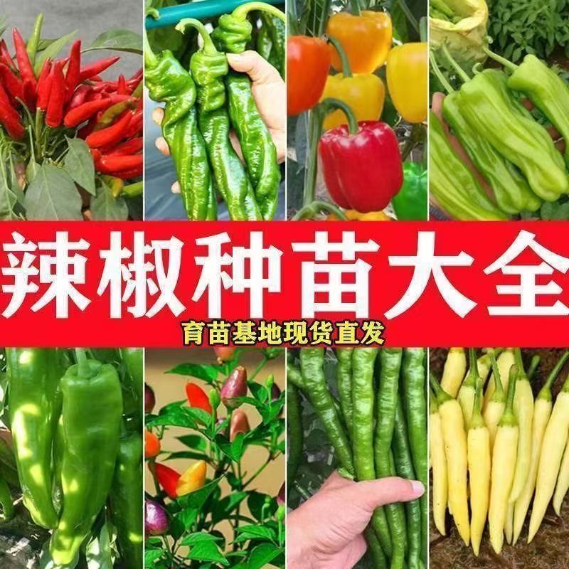 多种品种辣椒苗适合四季庭院阳台栽种高产优质