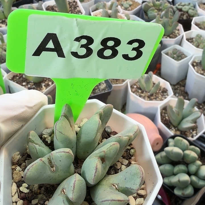 383nnjjnknnnnnnnnnnnnnnn