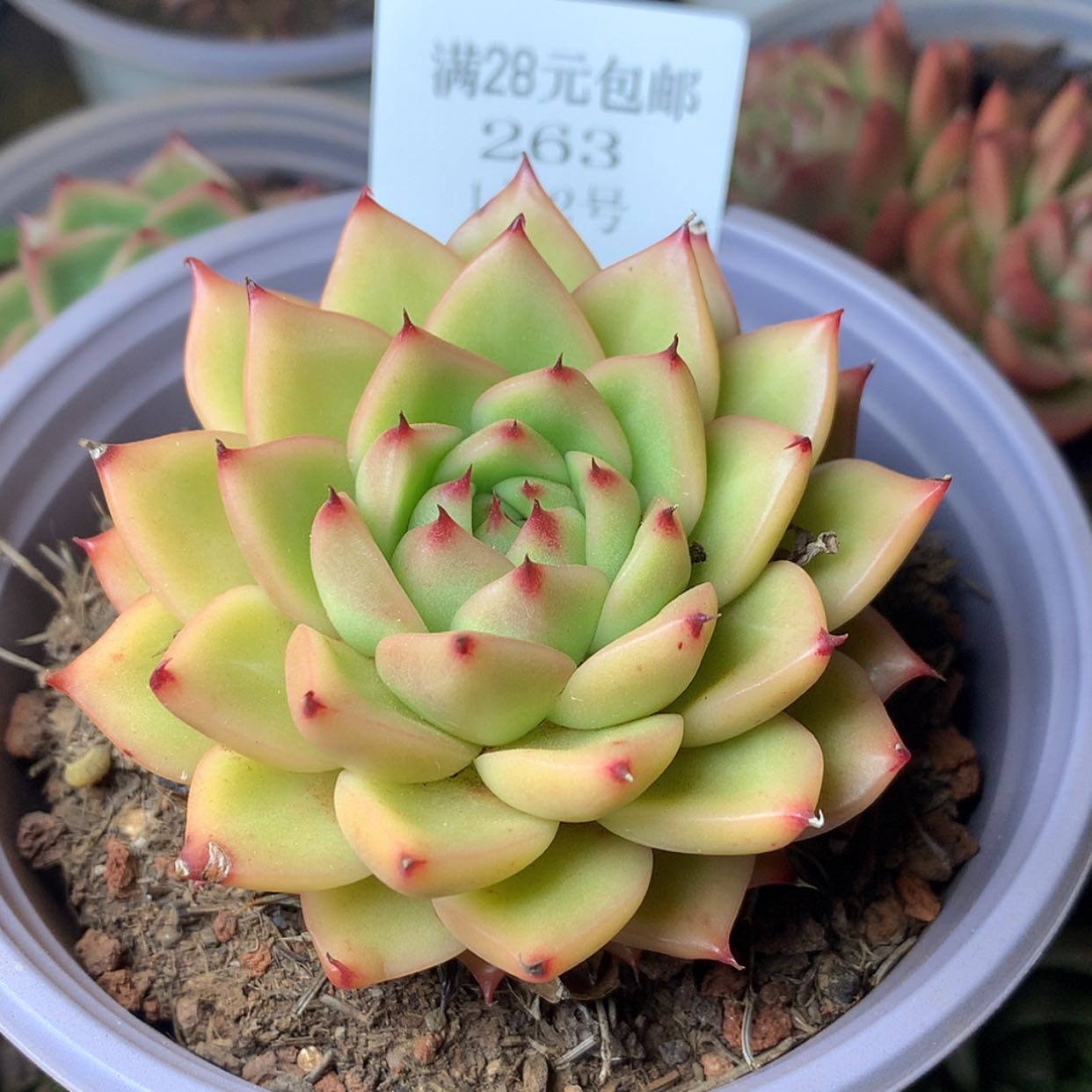 【闪购商品】云263号