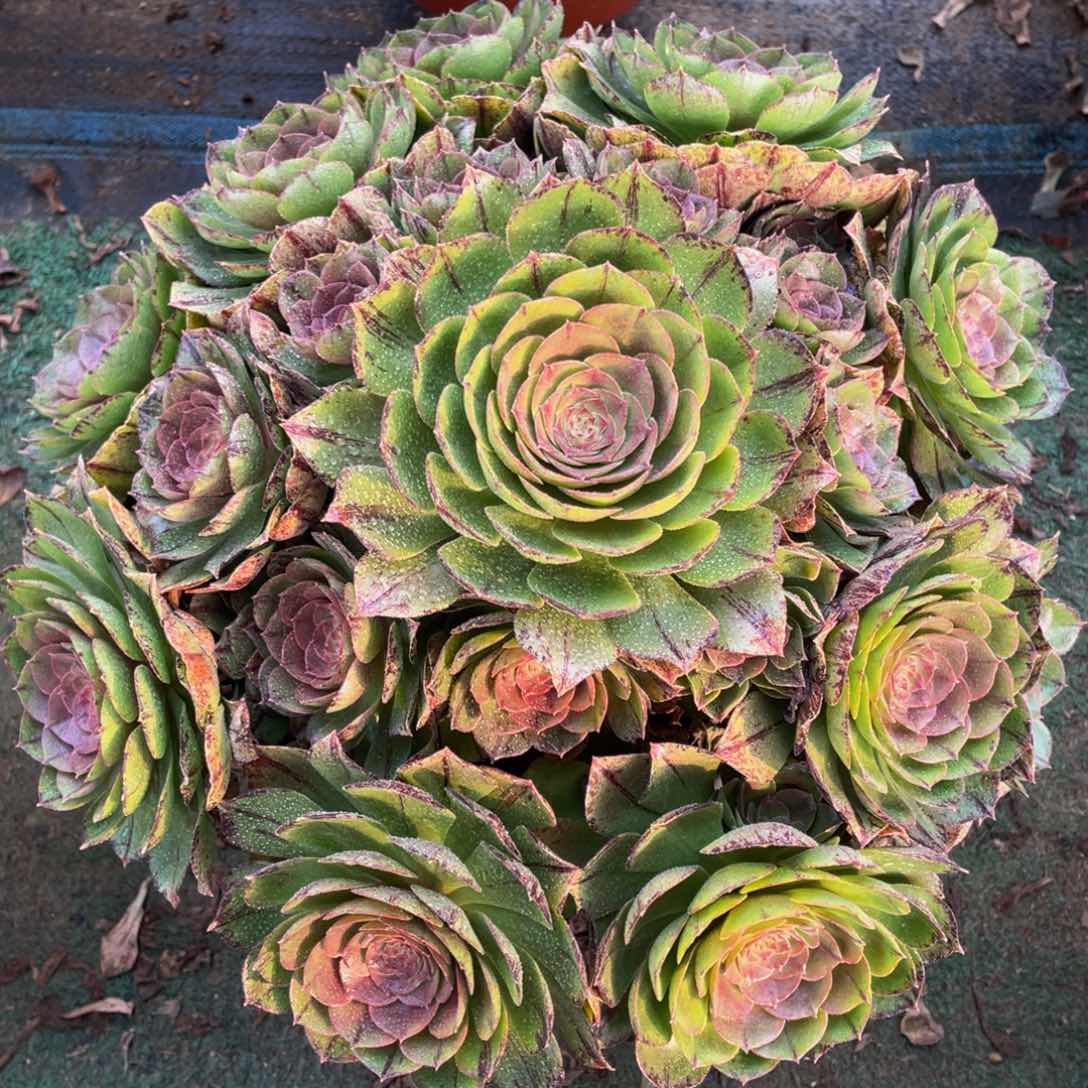 805万拉丝朵朵精品法师多肉