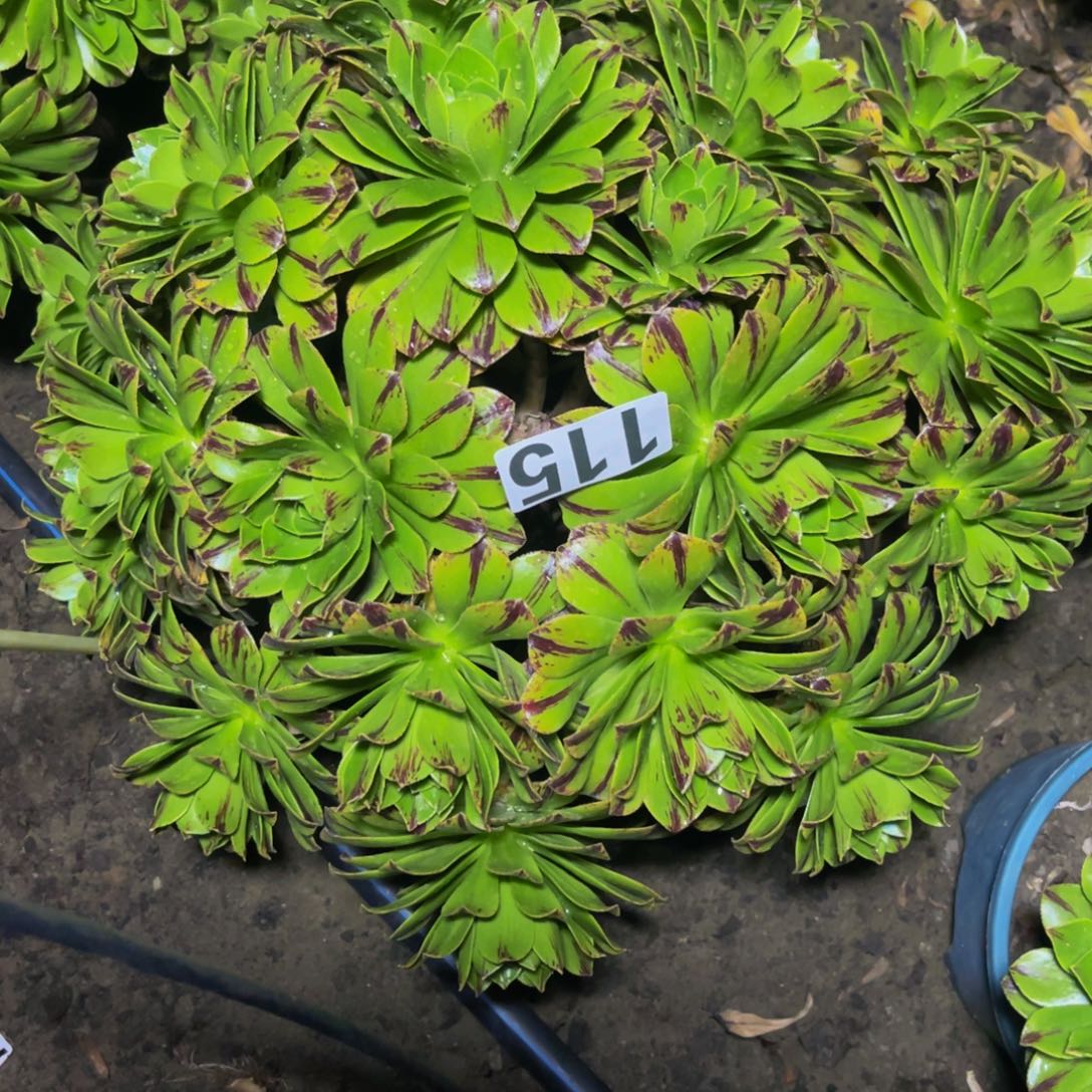 必火法师13//////////////43包邮