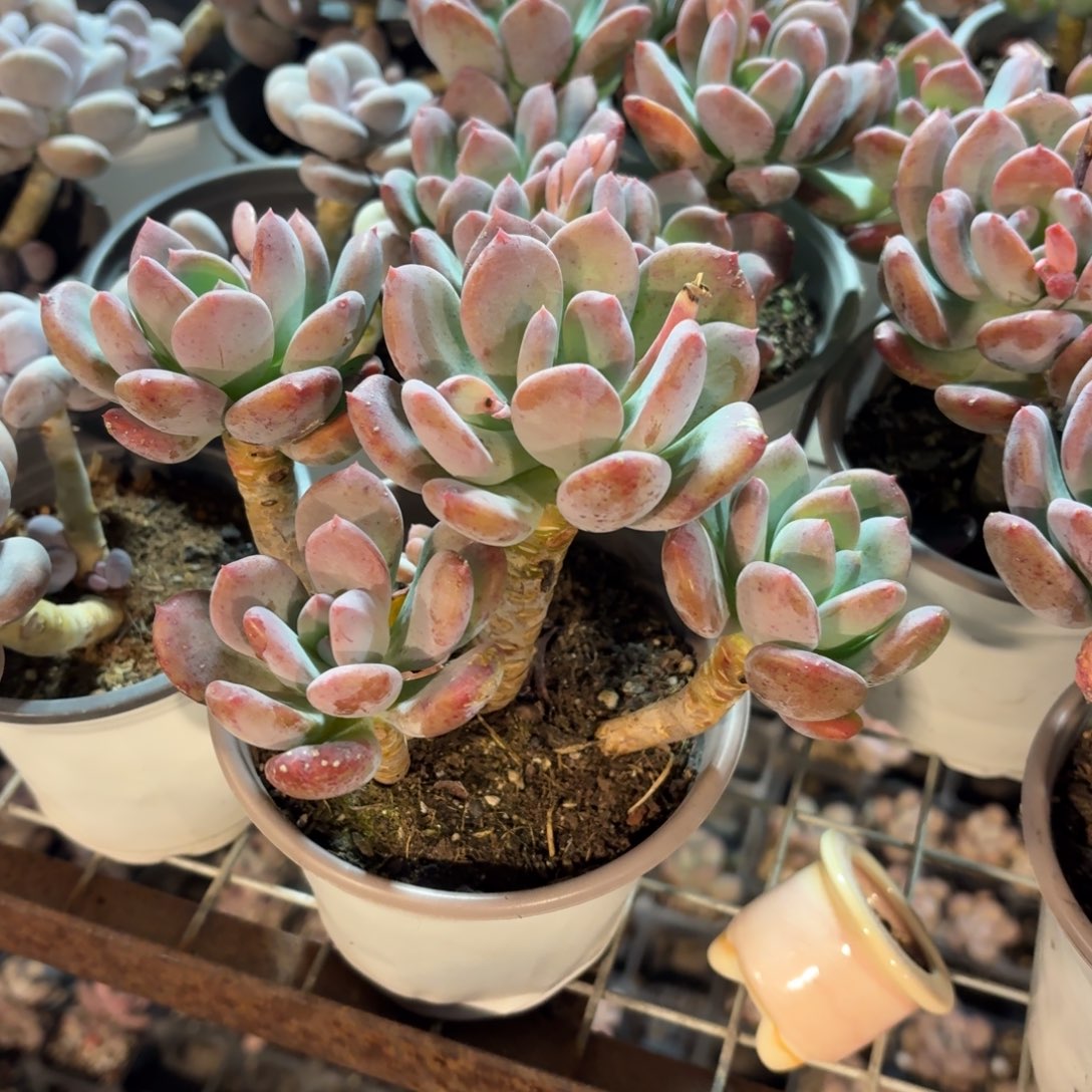 灰姑娘多肉整群11㎝盆