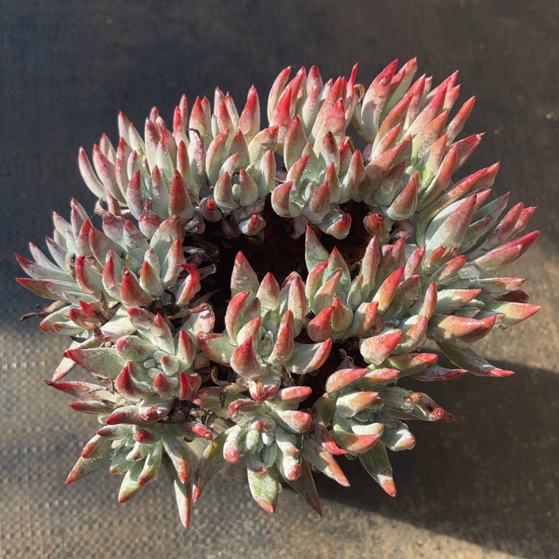 海瑟杂苹果叶，仙女杯多肉