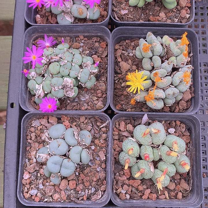 t074肉锥两颗一组脱土