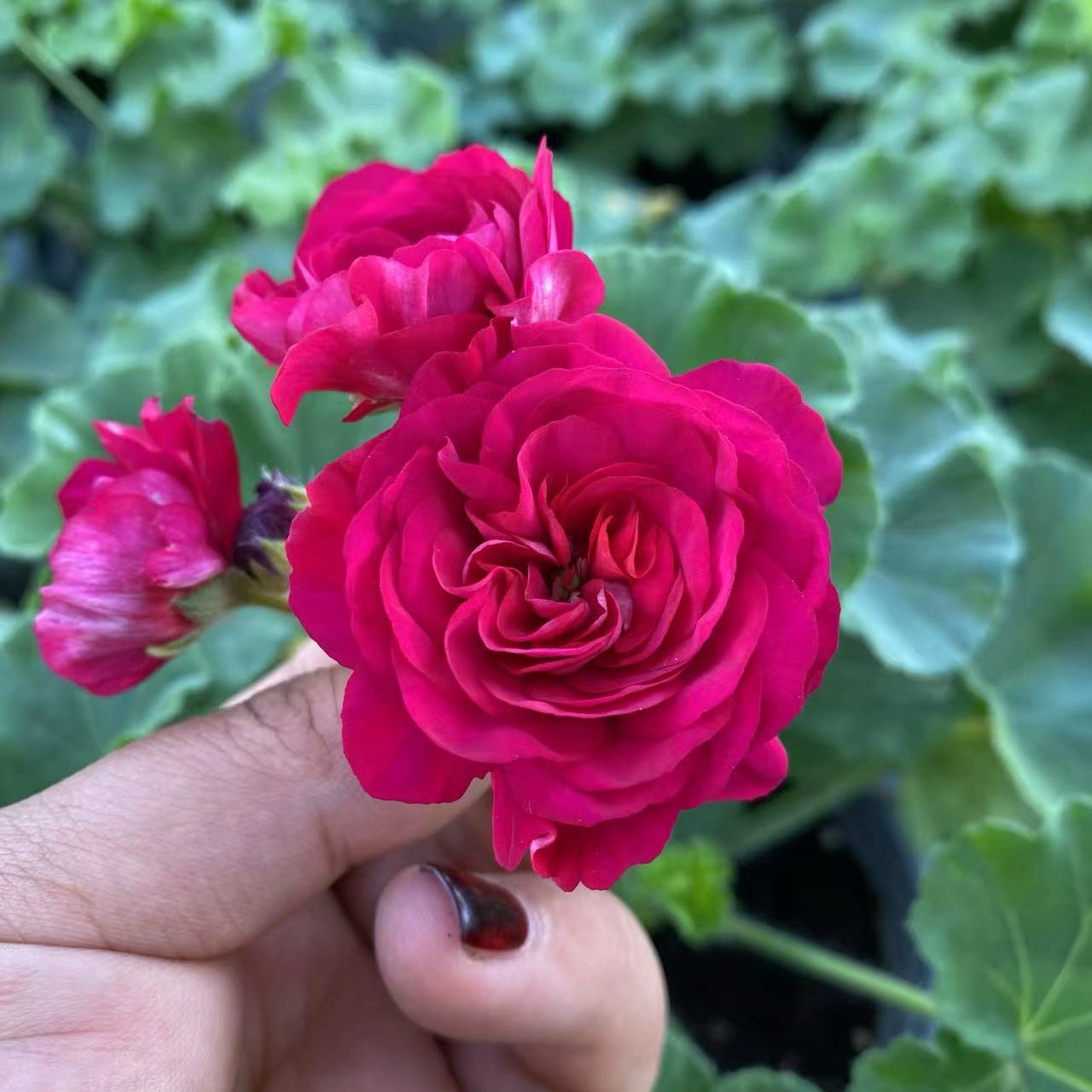 零零花园艾斯菲尔天竺葵易成活盆栽室内室外花卉盆栽庭院