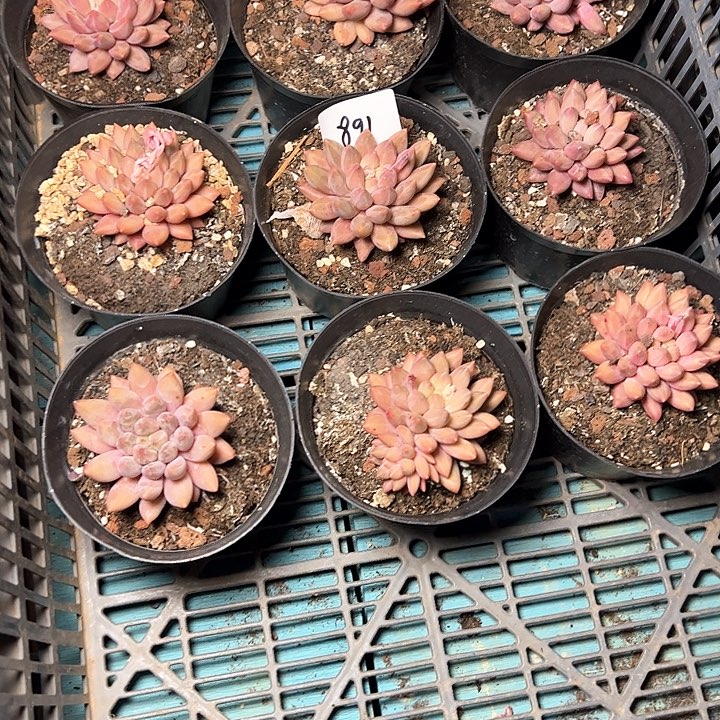 891//////////////////