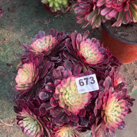 673铜壶锦朵朵多肉，