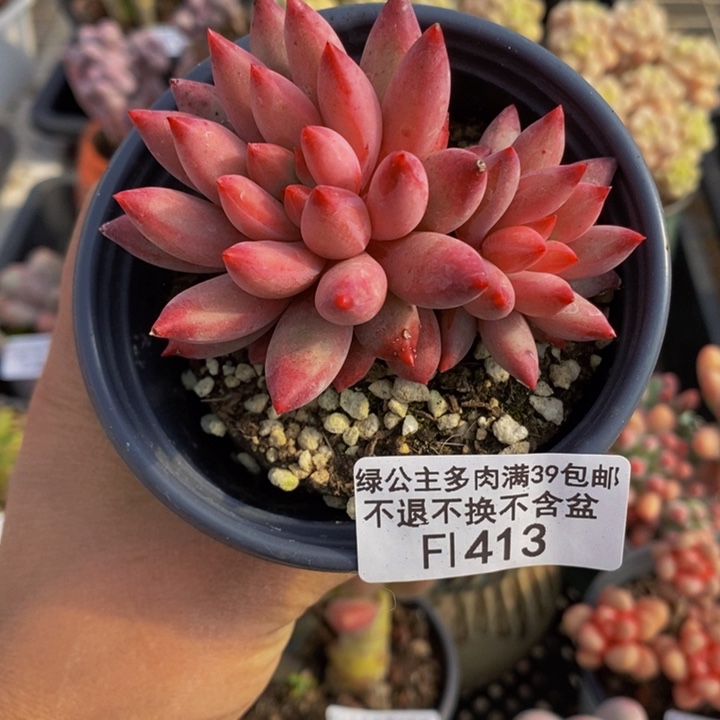 金鱼姬7cm413多肉植物