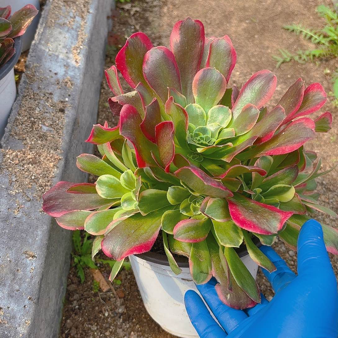 特斯拉手捧多肉植物