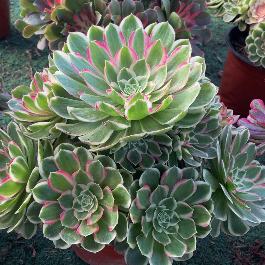 737孔雀翎精品法师老桩