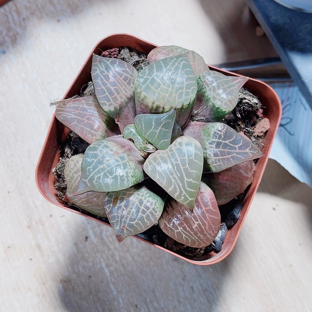 粉玻璃康平新手好养