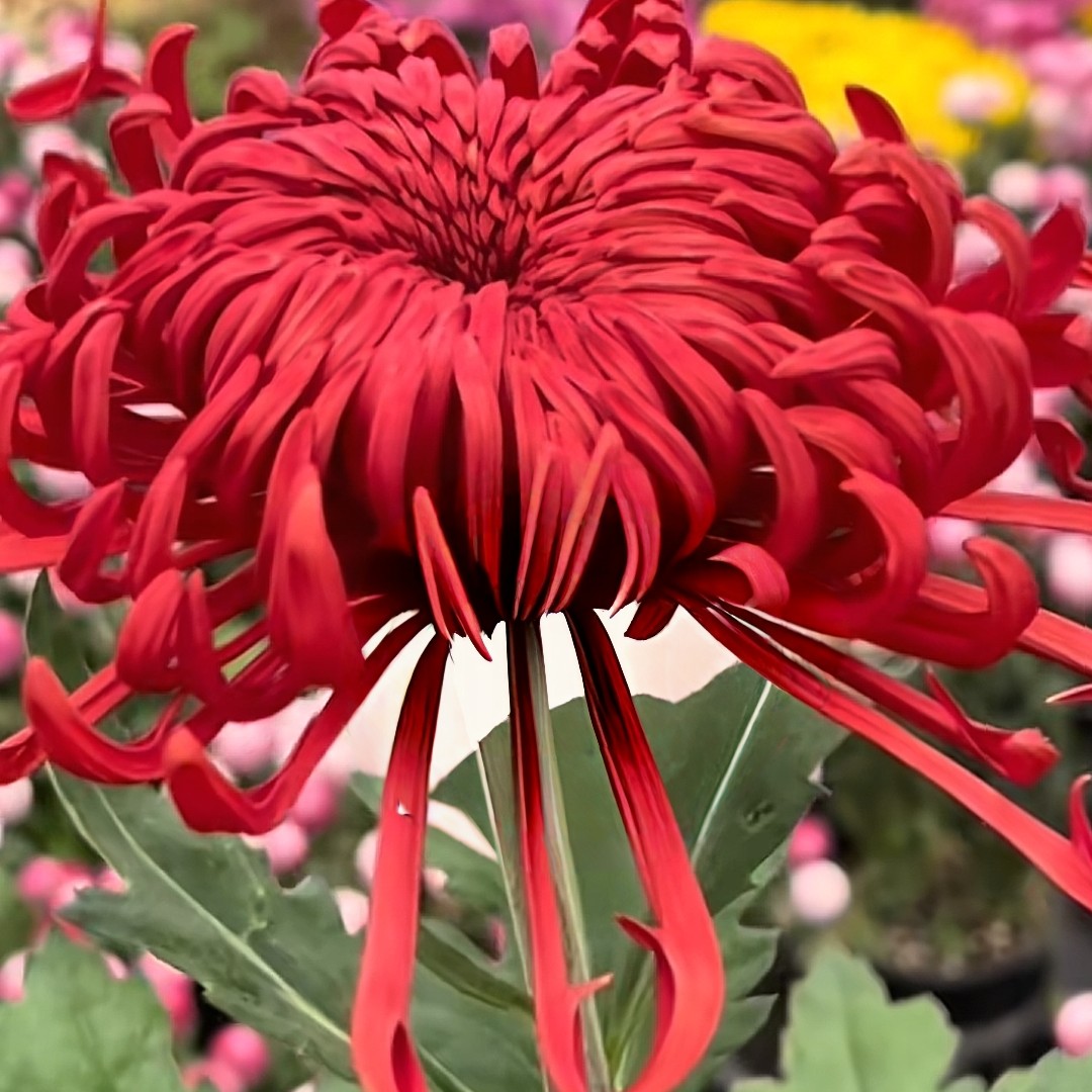 【盘龙圣火】精品菊花耐寒耐热阳台地栽