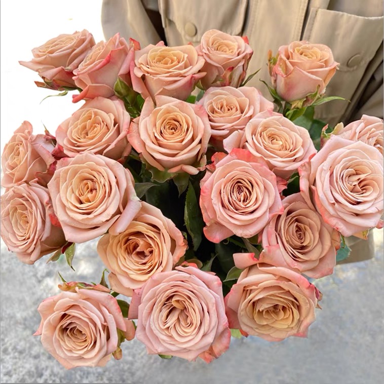 【复古卡布玫瑰】云南鲜花玫瑰花鲜切花一单普快2单升顺丰3单送配草