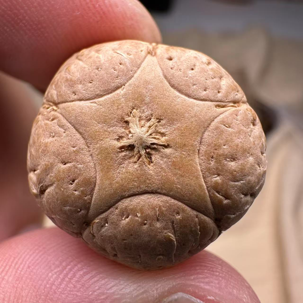 尼泊尔五星菩提，尺寸22， sss系列，货号16