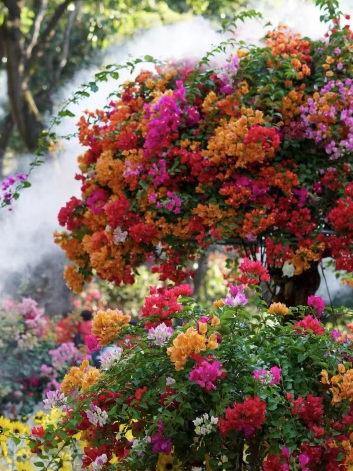 【彩色三角梅】盆栽耐热四季好养适合阳台庭院种植