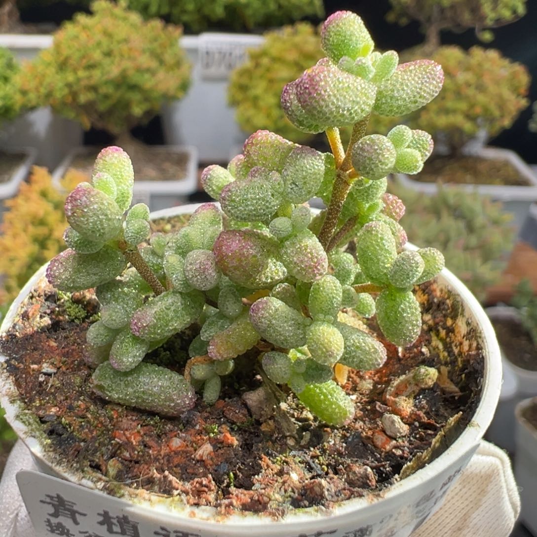 全***酷D7016白虎斑锦枝干