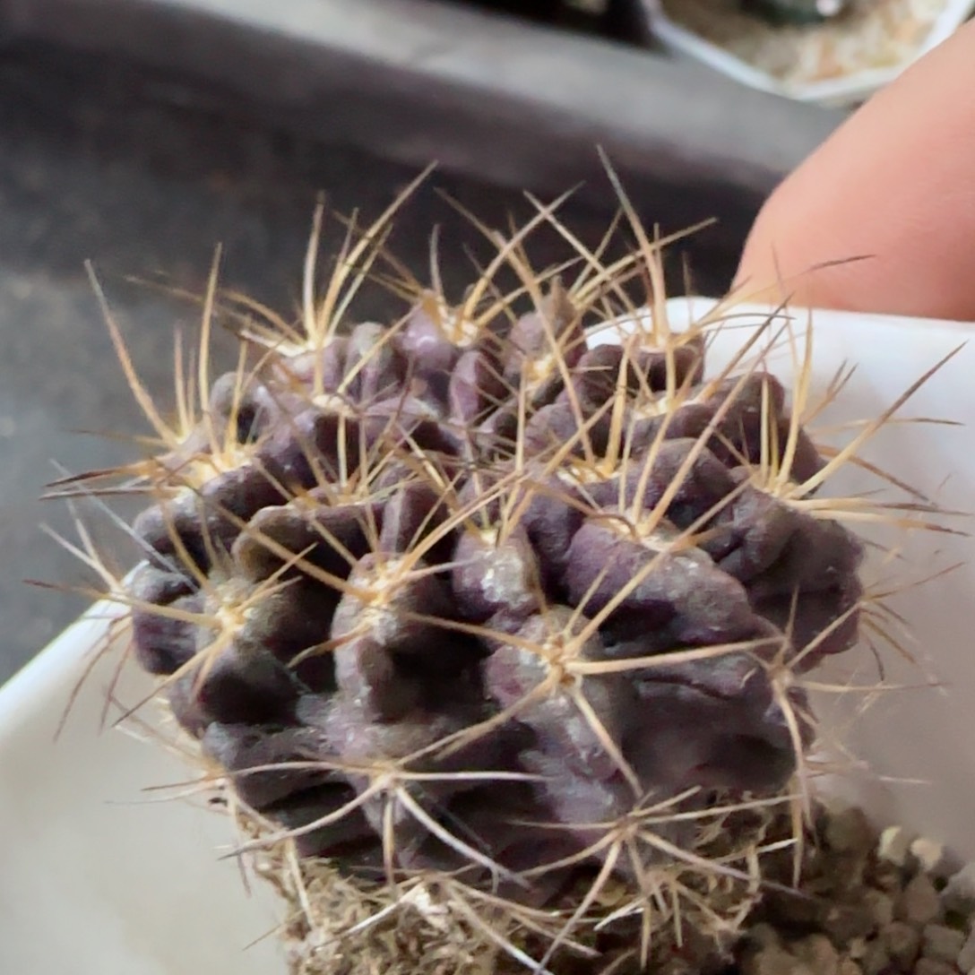 实生智利球多肉00000