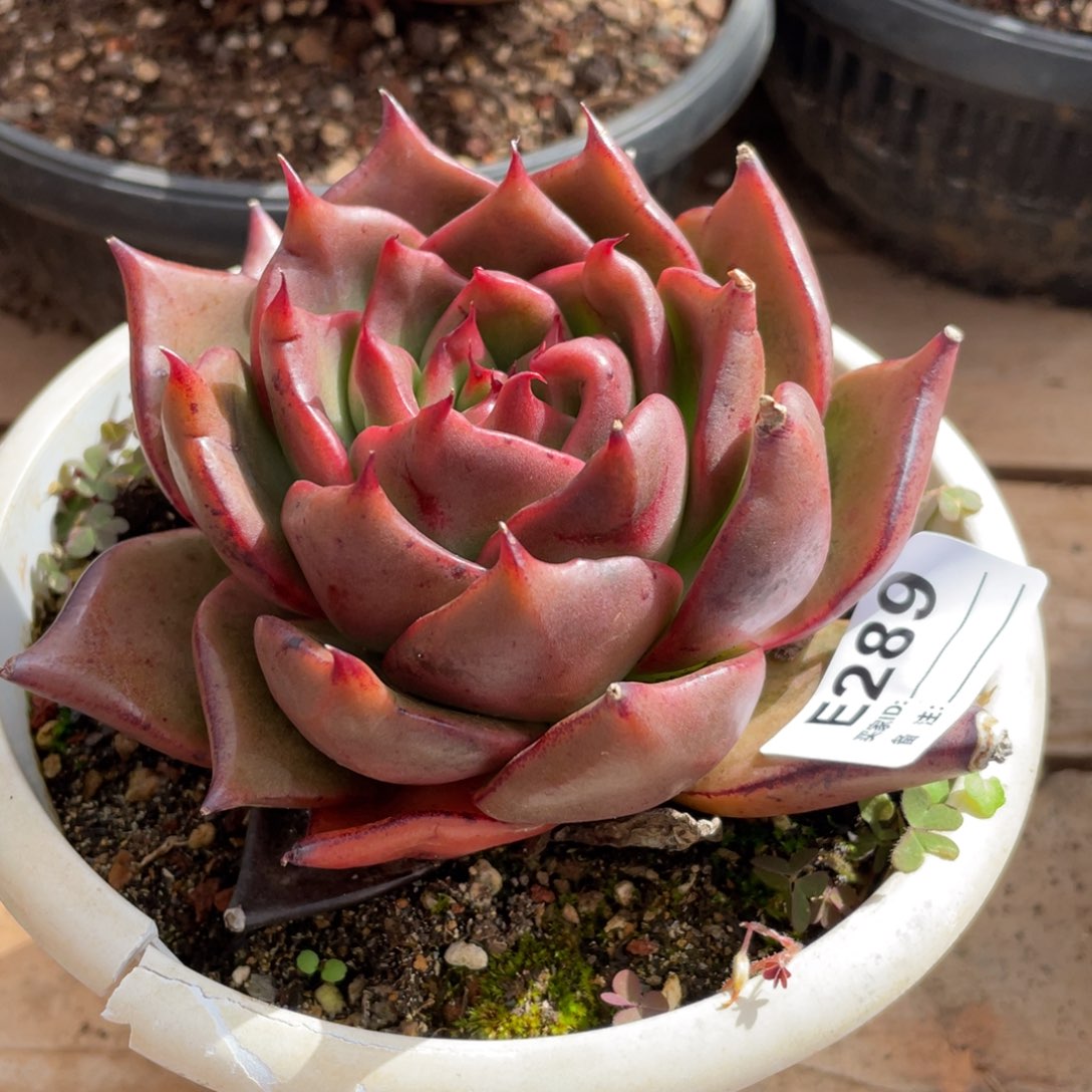 无花朵若如东云单拍E289