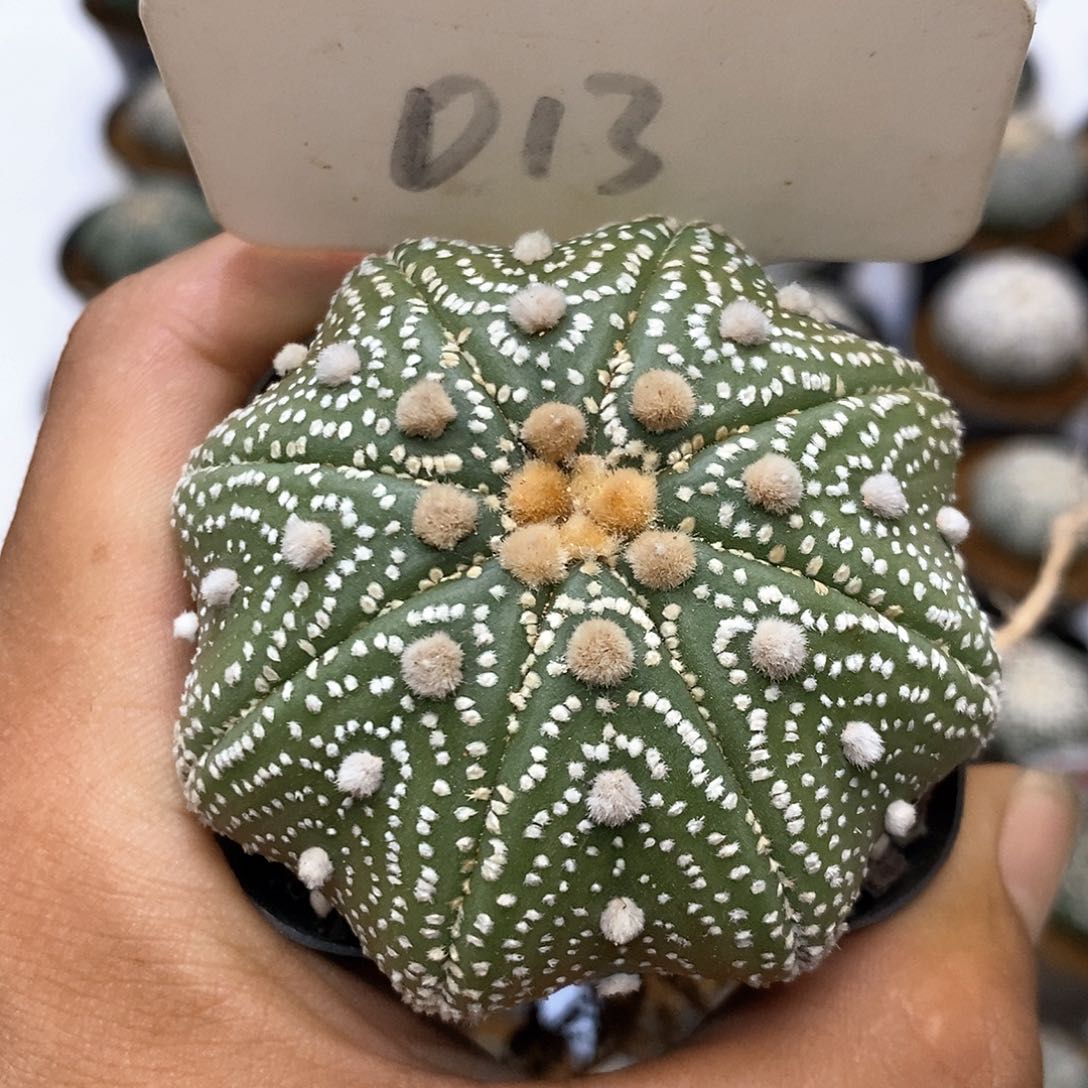013福利特价咯福利了