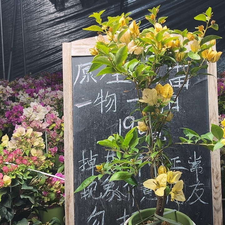 完全开放三角梅黄女郎