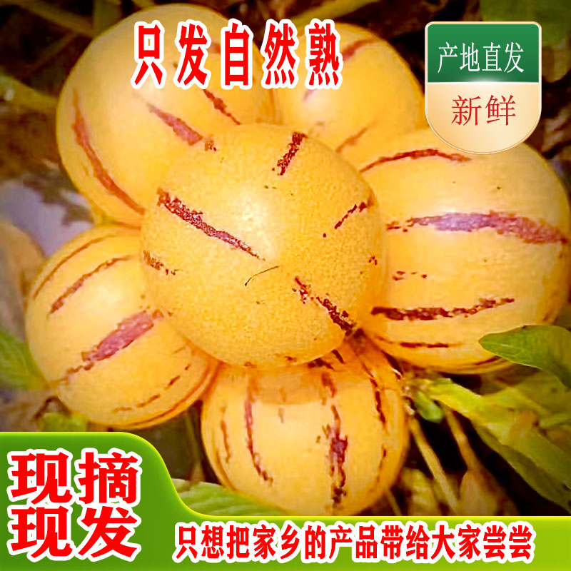云南树熟人参果  小中混装   不包售后   《福袋》2斤