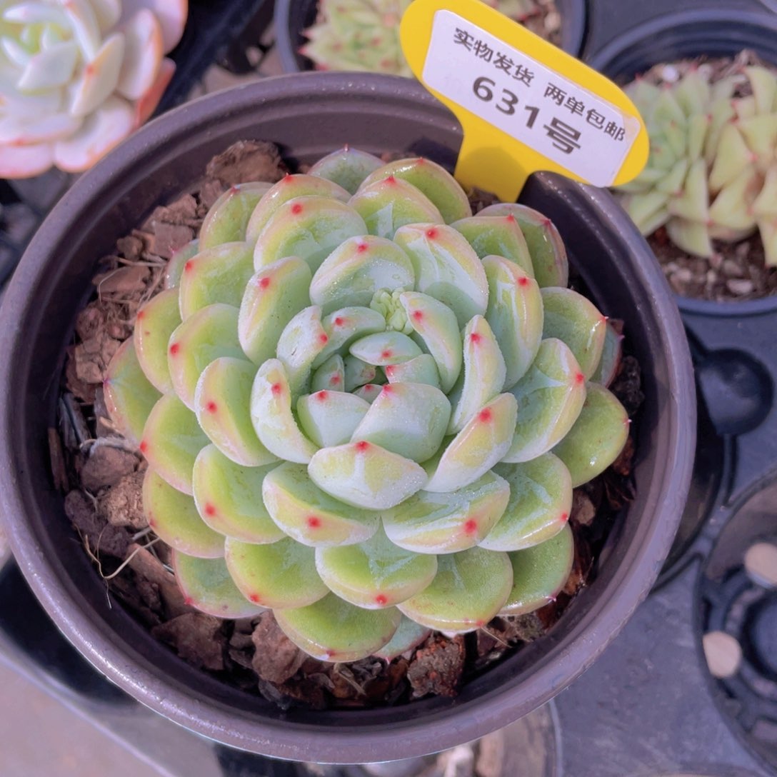 631号雪花珍妮母本大单头一个