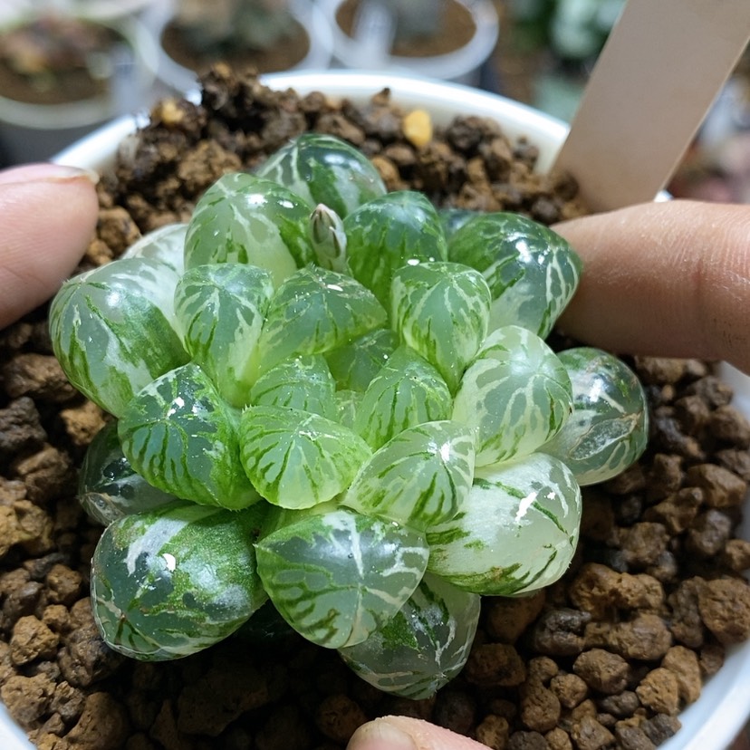 【闪购商品】29塑料皮