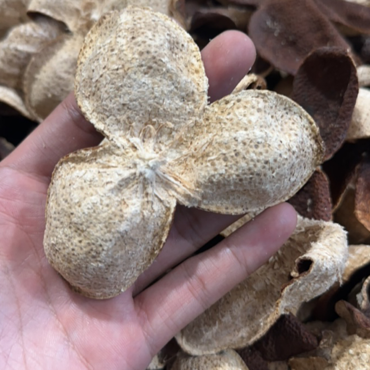 （路飞精选）2019款二红陈皮（原支）茶枝柑