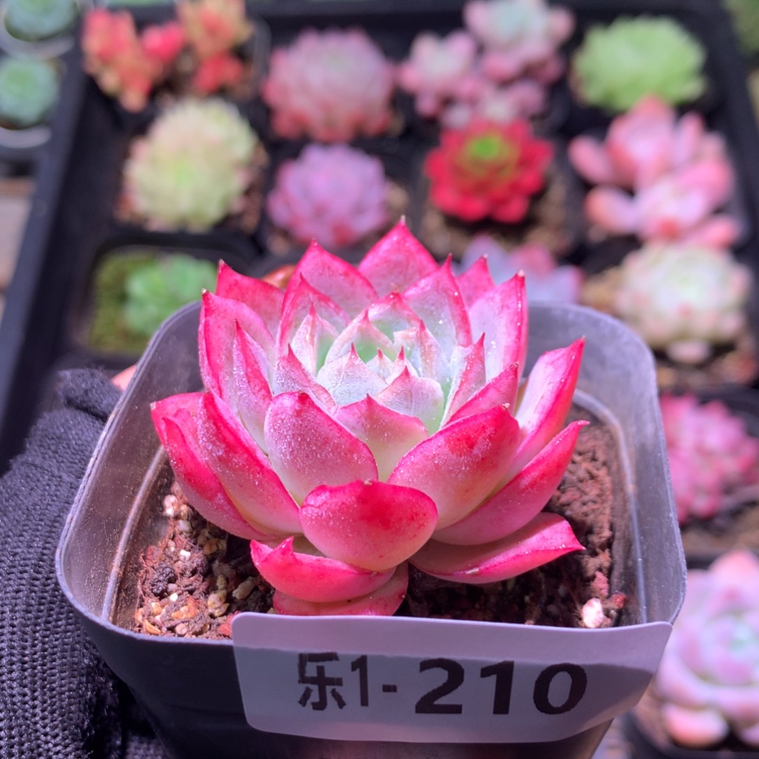 乐然 1-210 彩莲单头 
