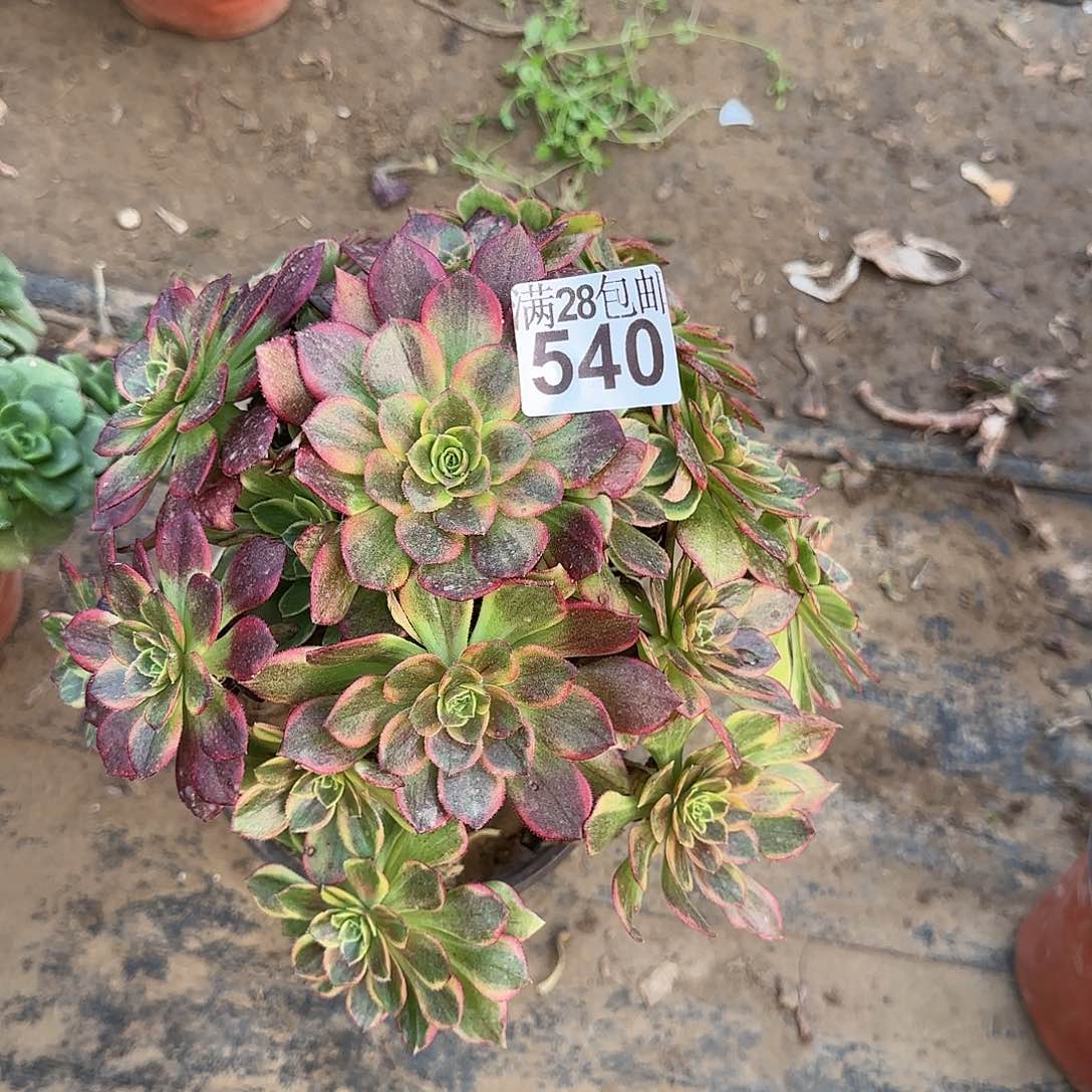 十****！万黄锦多肉540满28包邮断枝不包