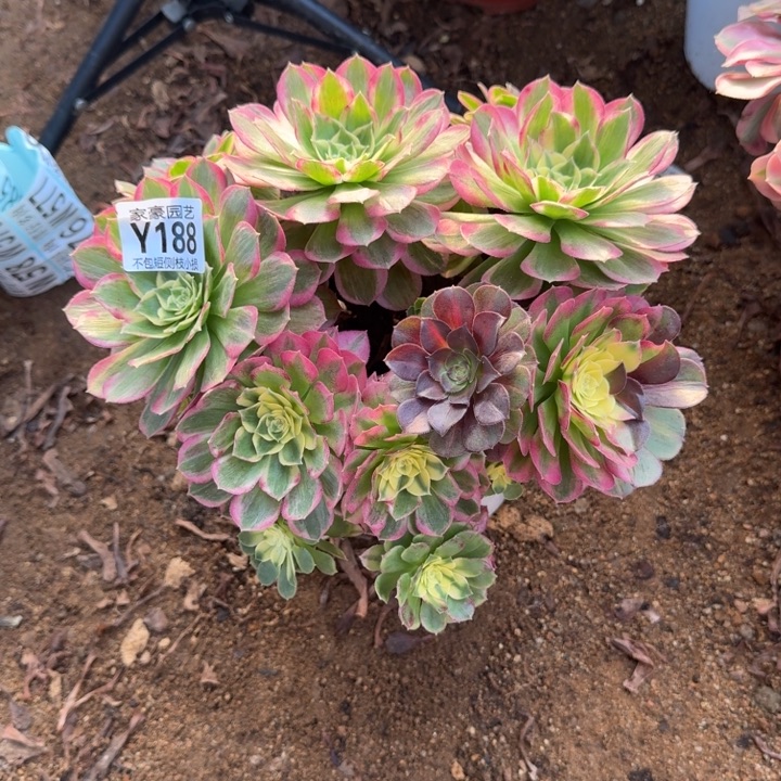 海王188官服25左右2