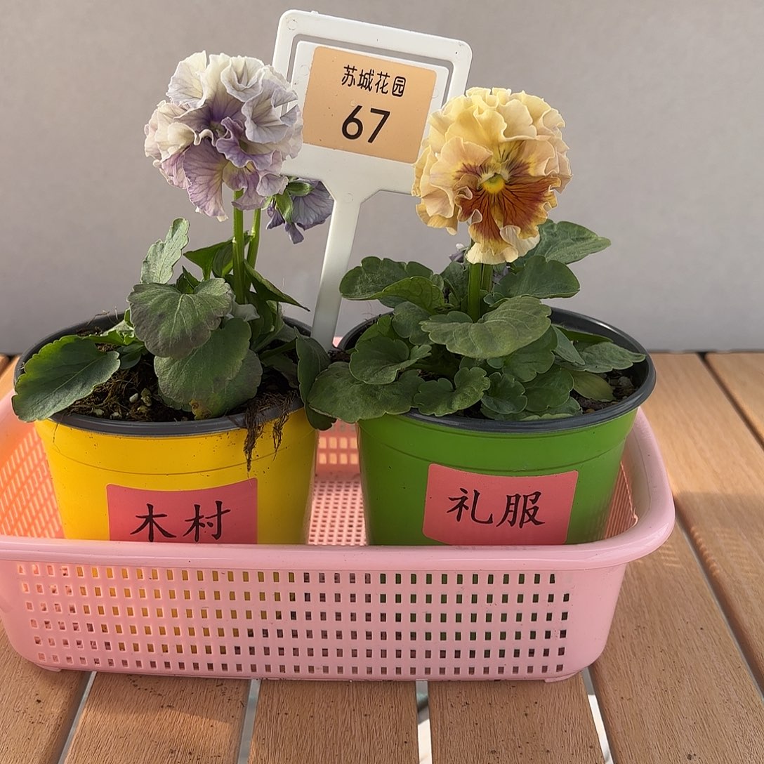大部分开放少量花苞67
