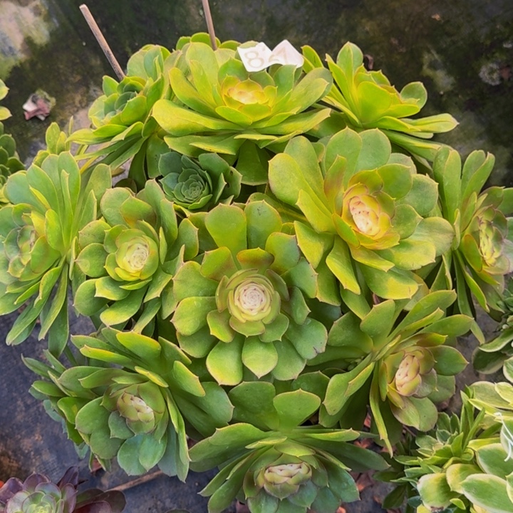 000000000827圣罗兰