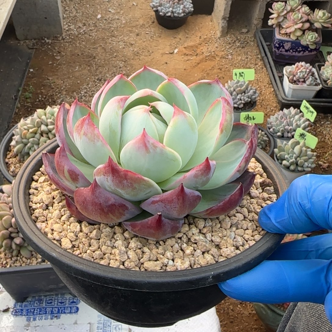 惊鸿单头五十包邮