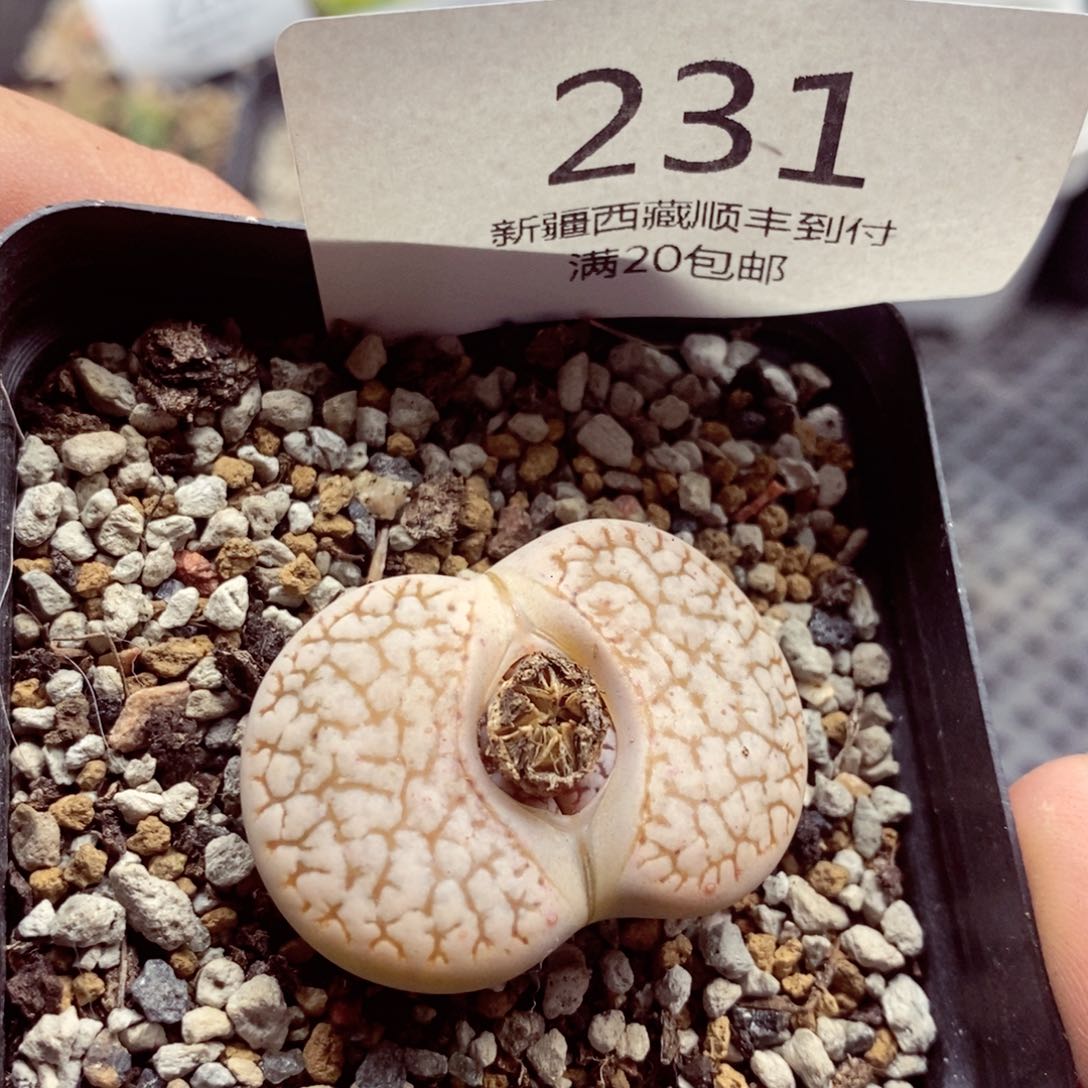 我是一只小小鸟地域鬼的人231