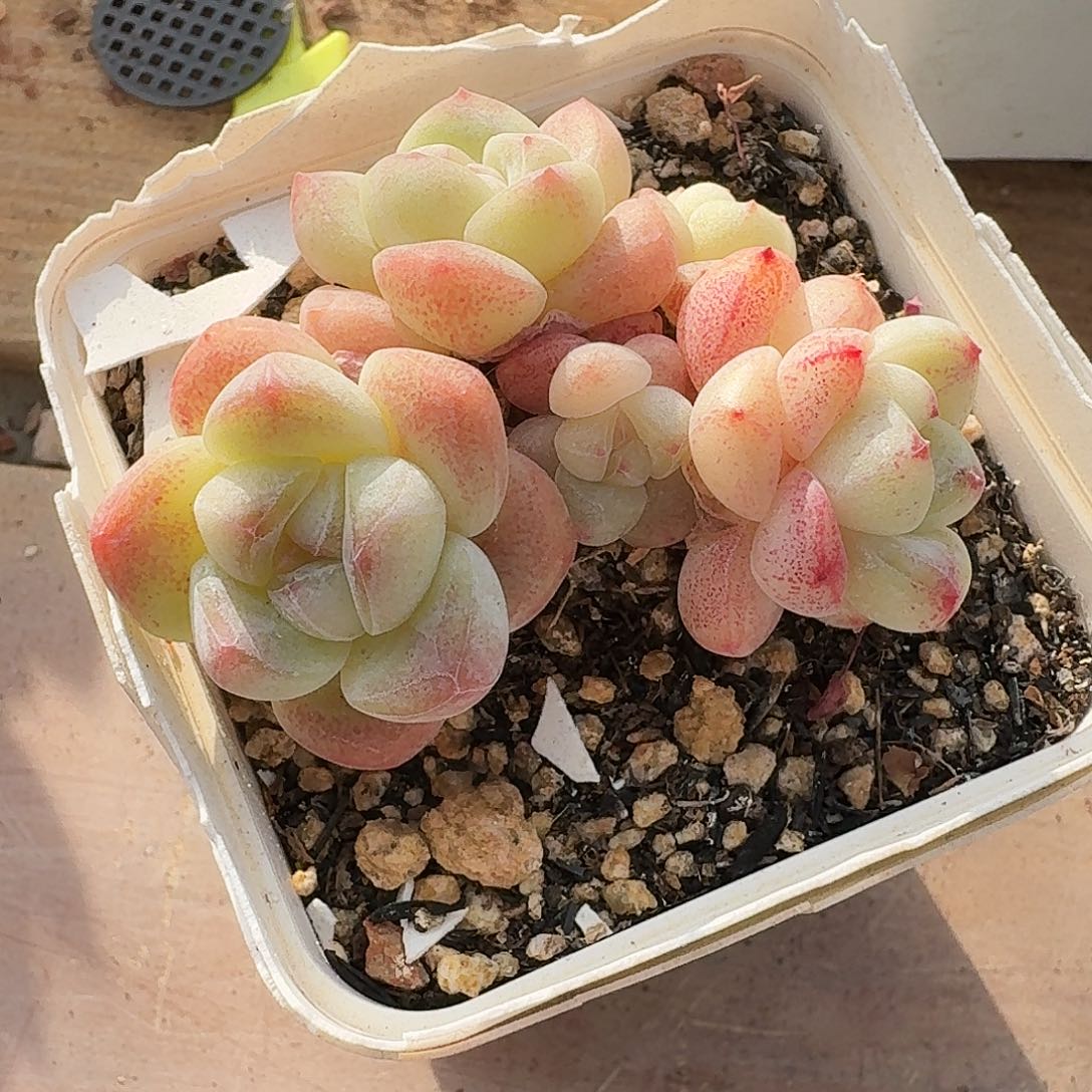 J****yJune专拍好看的冰玉群包整