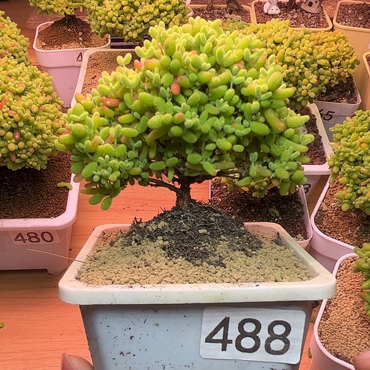 无花朵488蜜桔糖球