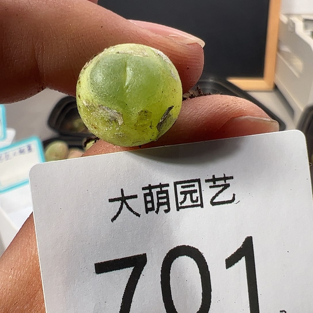 0000701 一物一拍……