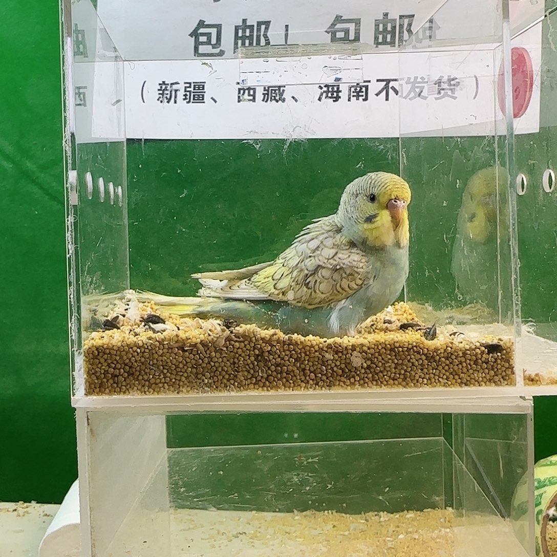 虎皮鹦鹉大头鹦鹉