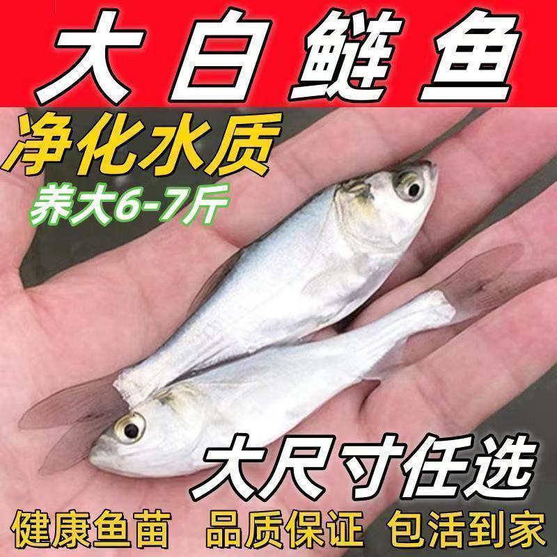 大头白鲢鱼苗四大家鱼淡水胖头鲢鳙跳鱼净化水质活体水族观赏鱼