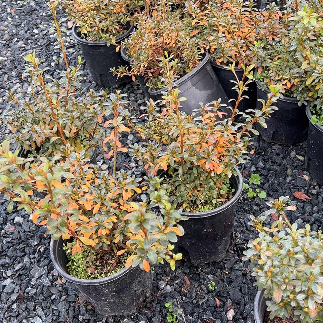 无花朵盆景皋月杜鹃小菊之舞