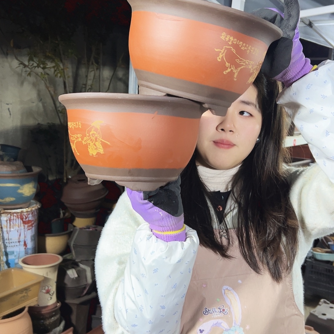 21+21红色放牛娃三角金钟