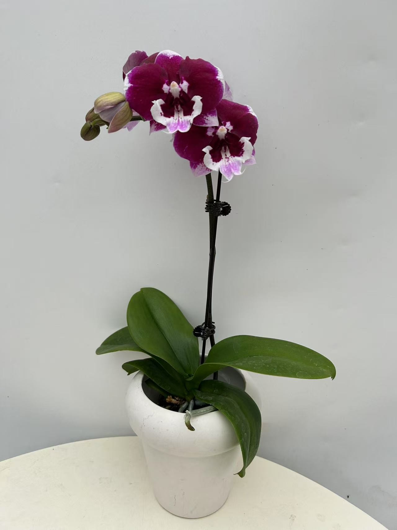 欢然花田培植蝴蝶兰 （玫瑰酱）双消苞福利无售后