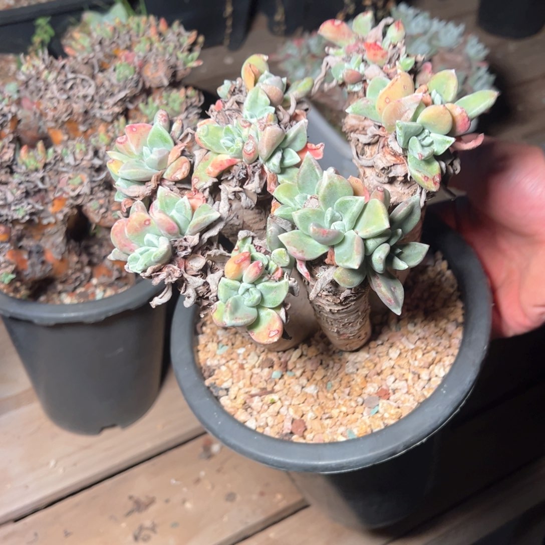 乐*蛙7929哈哈哈哈哈哈哈