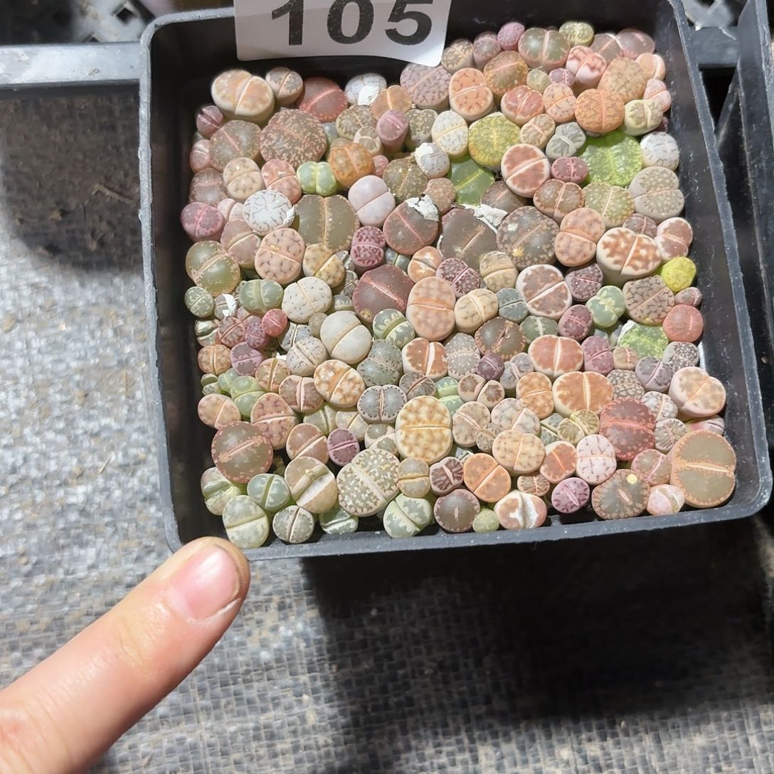 用***4生石花一物一拍105