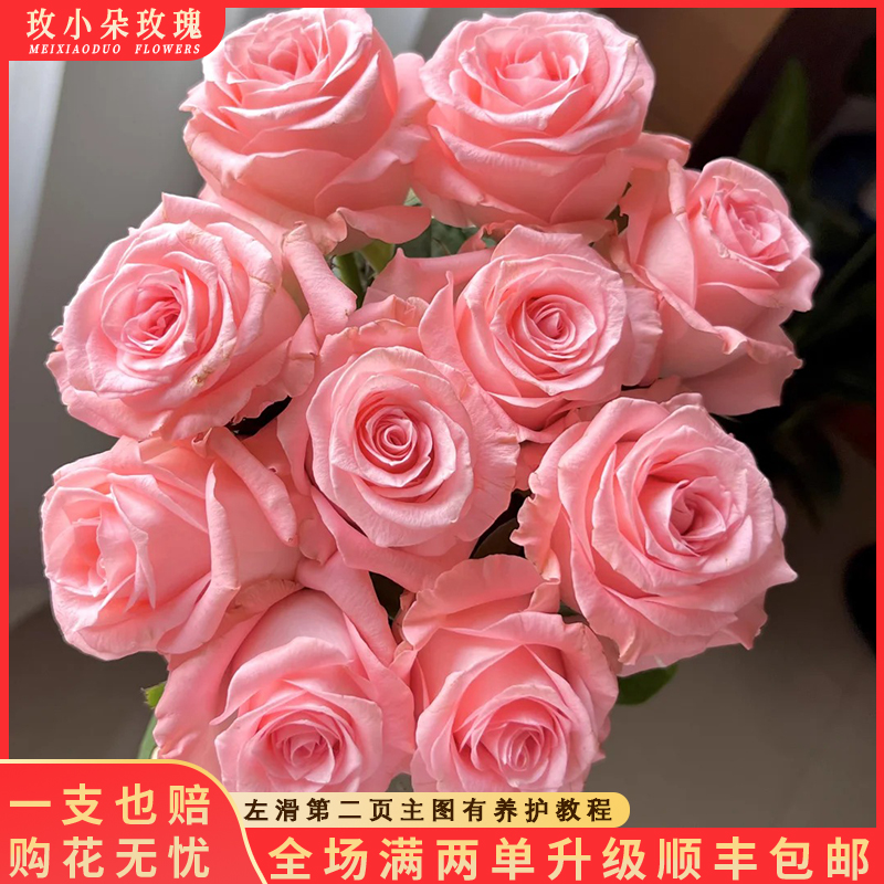 【北方玫小朵玫瑰&戴安娜】花期持久 产地直发 顺丰包邮